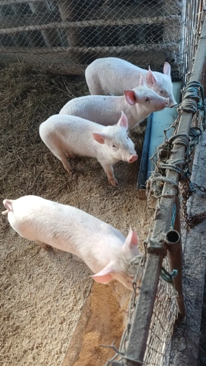 Vand porci de casa pret 550 lei negociabil  - imagine 4