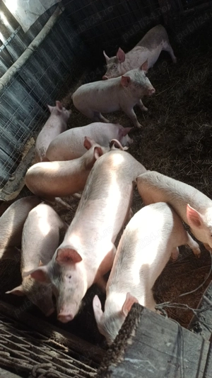 Vand porci de casa pret 550 lei negociabil  - imagine 3