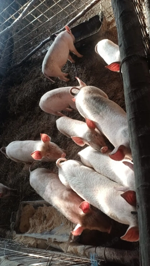 Vand porci de casa pret 550 lei negociabil  - imagine 2