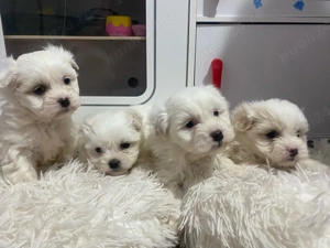 Bichon maltez de vanzare 