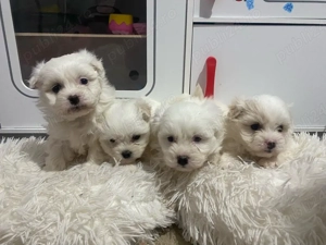 Bichon maltez de vanzare  - imagine 2