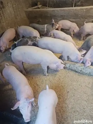 purcei 25,27 kg rasa carne