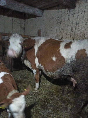  Vacă de lapte de vânzare