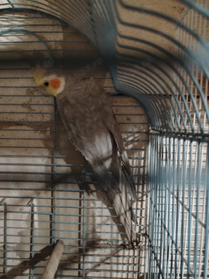 Vând agapornis zebre australiene și nimfe