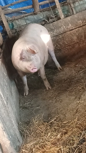 Vând purcelee genstante trebuie sa fete prima fatare - imagine 5