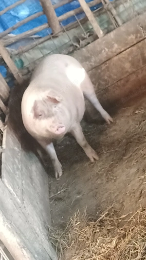 Vând purcelee genstante trebuie sa fete prima fatare - imagine 4