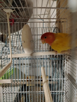 Vând agapornis zebre australiene și nimfe - imagine 3