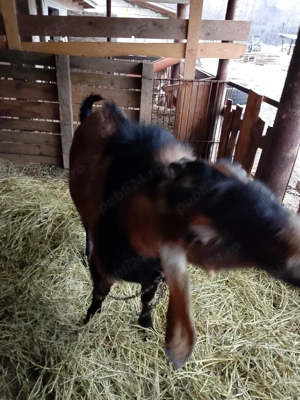 tap metis anglo-nubian 120-130kg