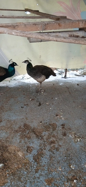 Vand pauni - imagine 4