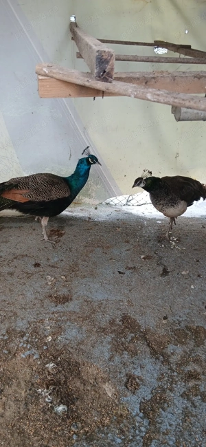 Vand pauni - imagine 5