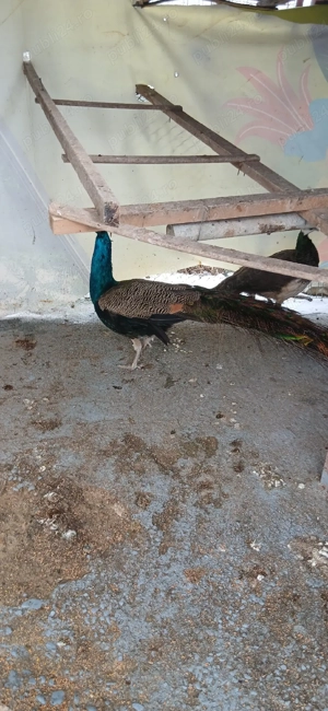 Vand pauni - imagine 2