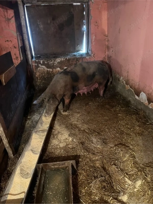 vand scrafa geztata trebuie sa fete luna asta are 200 kg pietran kurat prețul 2900 lei  - imagine 2