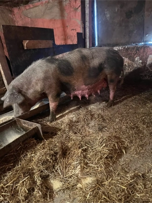 vand scrafa geztata trebuie sa fete luna asta are 200 kg pietran kurat prețul 2900 lei  - imagine 3