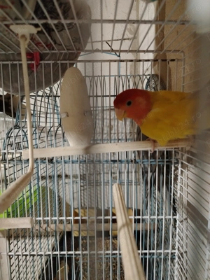 Vând agapornis zebre australiene și nimfe - imagine 4