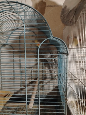 Vând agapornis zebre australiene și nimfe - imagine 5