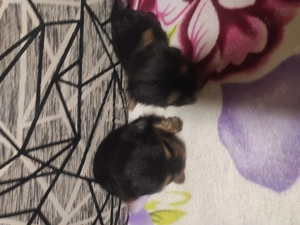 Vănd Yorkshire Terrieri, mini, fetită - imagine 3