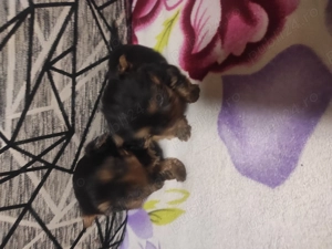 Vănd Yorkshire Terrieri, mini, fetită