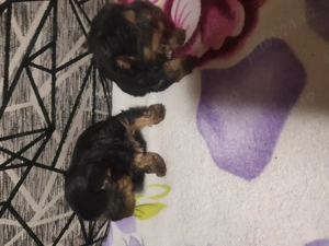 Vănd Yorkshire Terrieri, mini, fetită - imagine 2