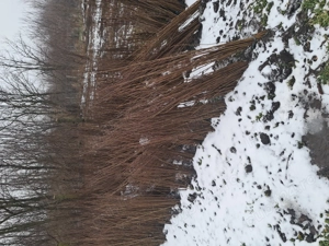 Puieți de salcam  - imagine 4