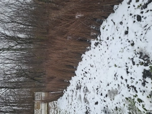 Puieți de salcam  - imagine 3