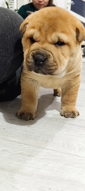 donez catei - imagine 3