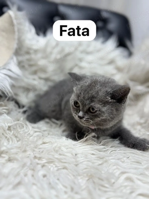 pisici bristish - imagine 4