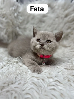 pisici bristish - imagine 3