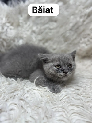 pisici bristish - imagine 2