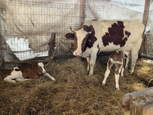 vitea cu cu vitele de 2 saptamani 