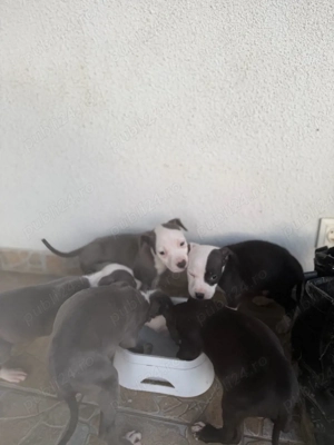 American Staffordshire Terrier (Amstaff) - imagine 2