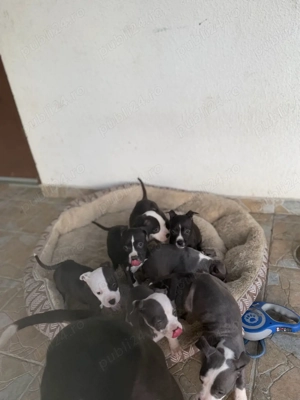 American Staffordshire Terrier (Amstaff)