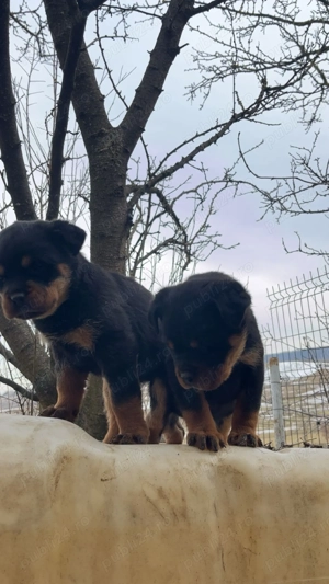 Pui Rottweiler  - imagine 2