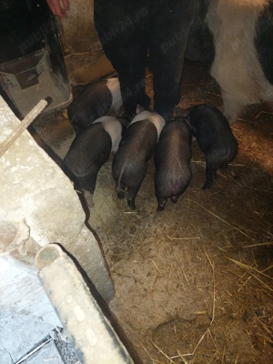 vând purcei - imagine 4