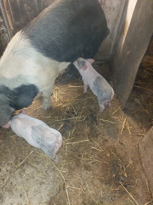 vând purcei - imagine 2