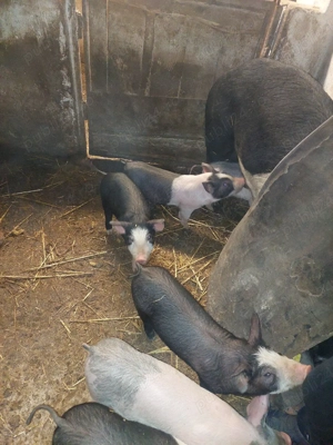 vând purcei - imagine 5