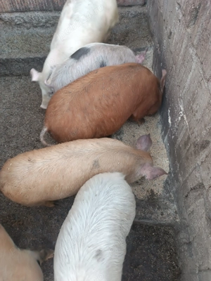 Vând purcei mari - imagine 4