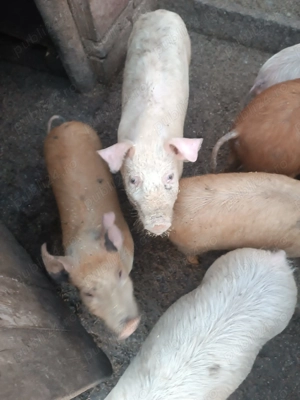 Vând purcei mari - imagine 3