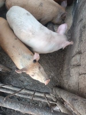 Vând purcei mari - imagine 2