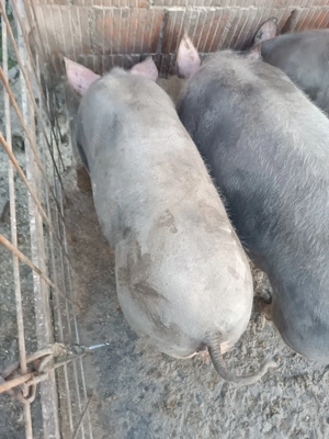 Vând porci pietrain  - imagine 3