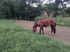 Manza 2 ani ,foarte bine ingrijita - imagine 2