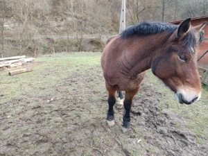 Manza 2 ani ,foarte bine ingrijita