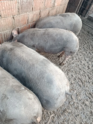 Vând porci pietrain  - imagine 2