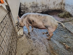 Vând scroafa  - imagine 3