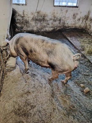 Vând scroafa  - imagine 4