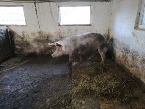 Vând scroafa  - imagine 2