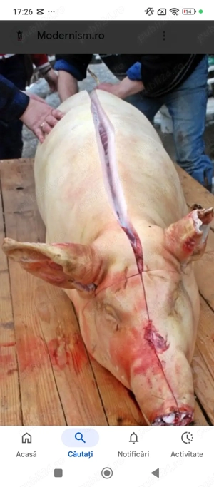 junatate in Teleorman (50kg)