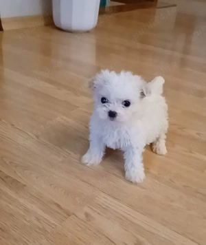 Cățelușă bichon maltez toy
