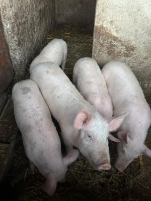 Vand purcei - imagine 2