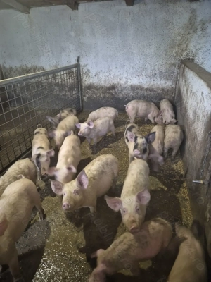 Suldei de vanzare, asigur transport