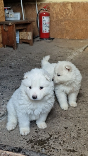 Catei Samoyed - imagine 2